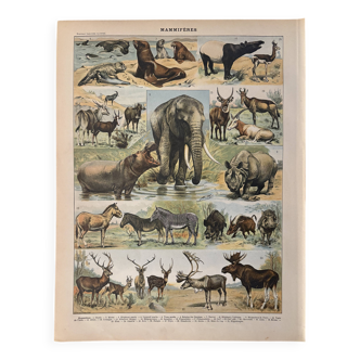 Lithograph of animals (elephant, monkey, bear, lion, deer) - 1900