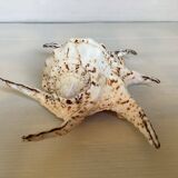 Lambis shell