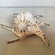 Lambis shell