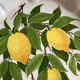 Assiettes citron de menton Perret gentil