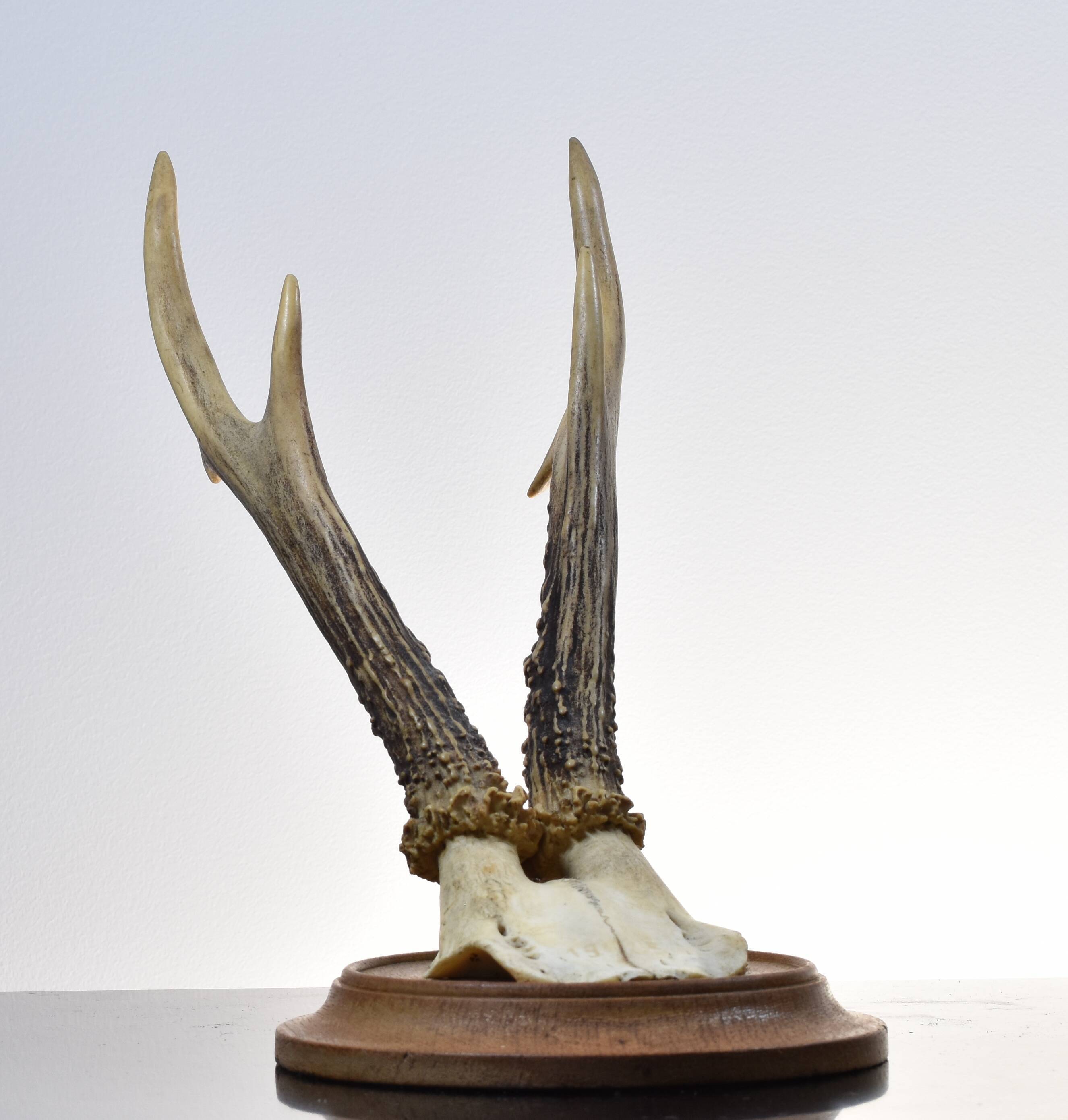 Karl Roegner Deer Massacre