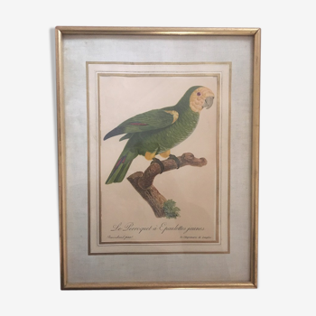 Planche ornithologique " Le Perroquet à Epaulettes jaunes" d après Jacques Barraband.