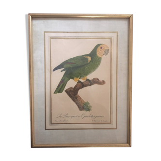 Planche ornithologique " Le Perroquet à Epaulettes jaunes" d après Jacques Barraband.