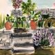 Illustration "Crillon 3"