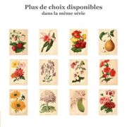 Lithographie, gravure botanique 1911 - Orchidée Rolfae
