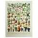 Gravure ancienne - 1928 - Fruit de nos régions par A. Millot