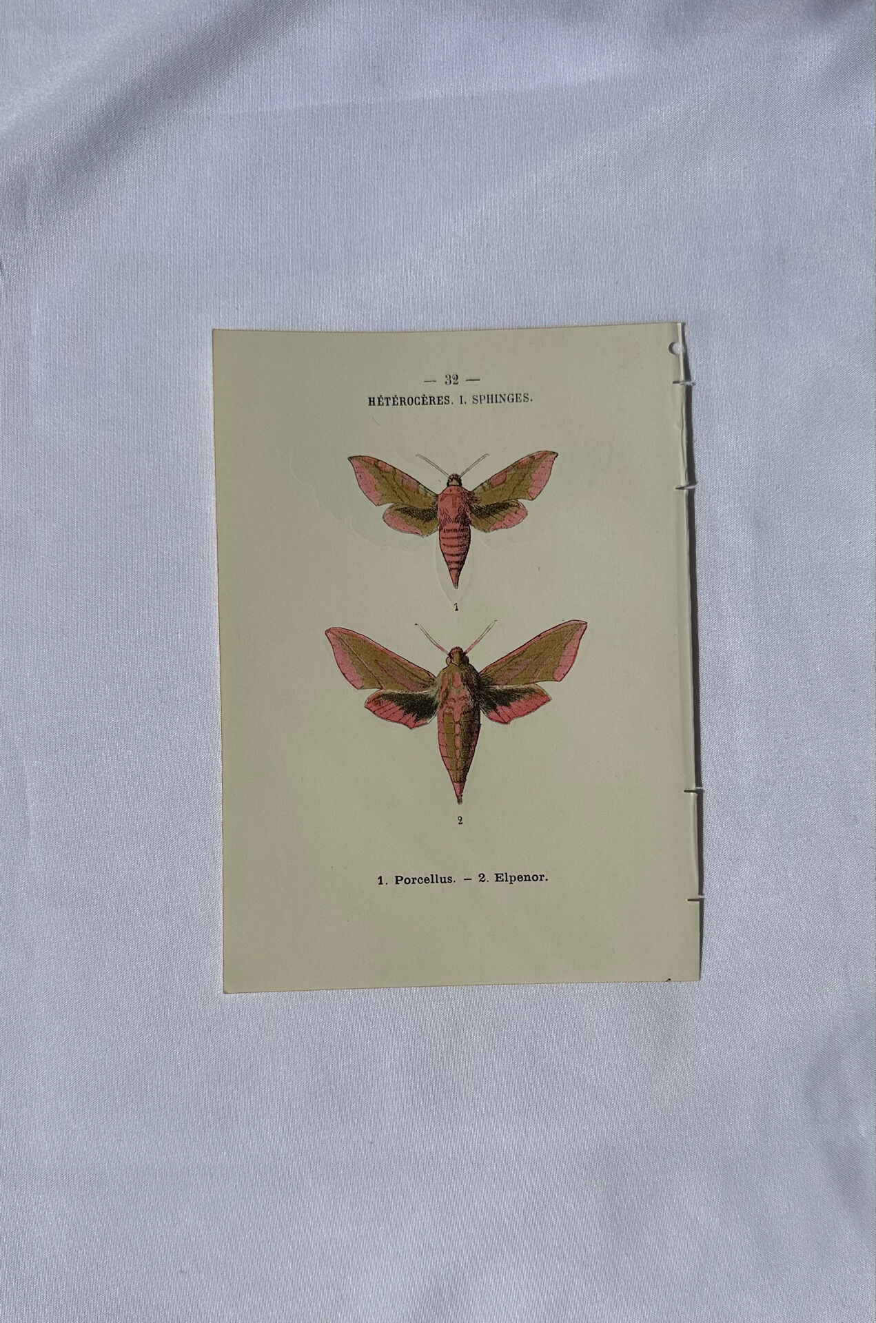 🦋 Botanical Plate Engraving of a Butterfly, 19th Century Naturalist
