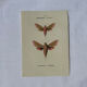 🦋 Botanical Plate Engraving of a Butterfly, 19th Century Naturalist