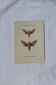 Planche Botanique Gravure Papillon naturaliste ancienne 19eme