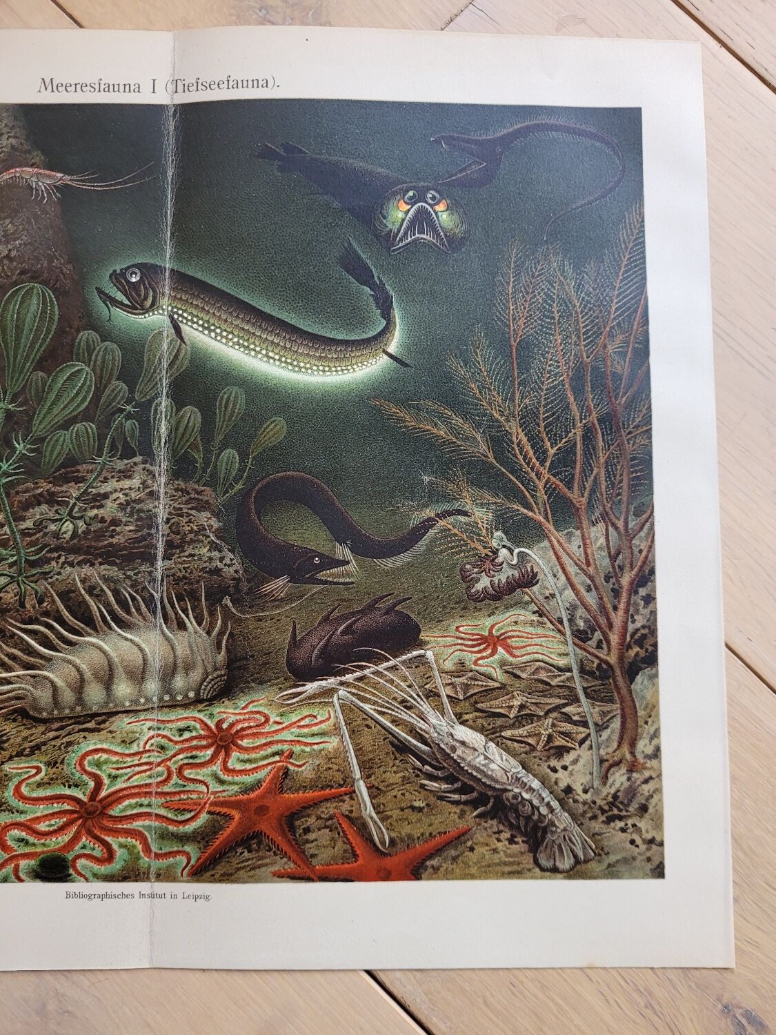 Poster Marine Fauna Bibliogr. Institute in Leipzig