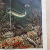 Affiche Faune Marine Bibliogr, Institut in Leipzig