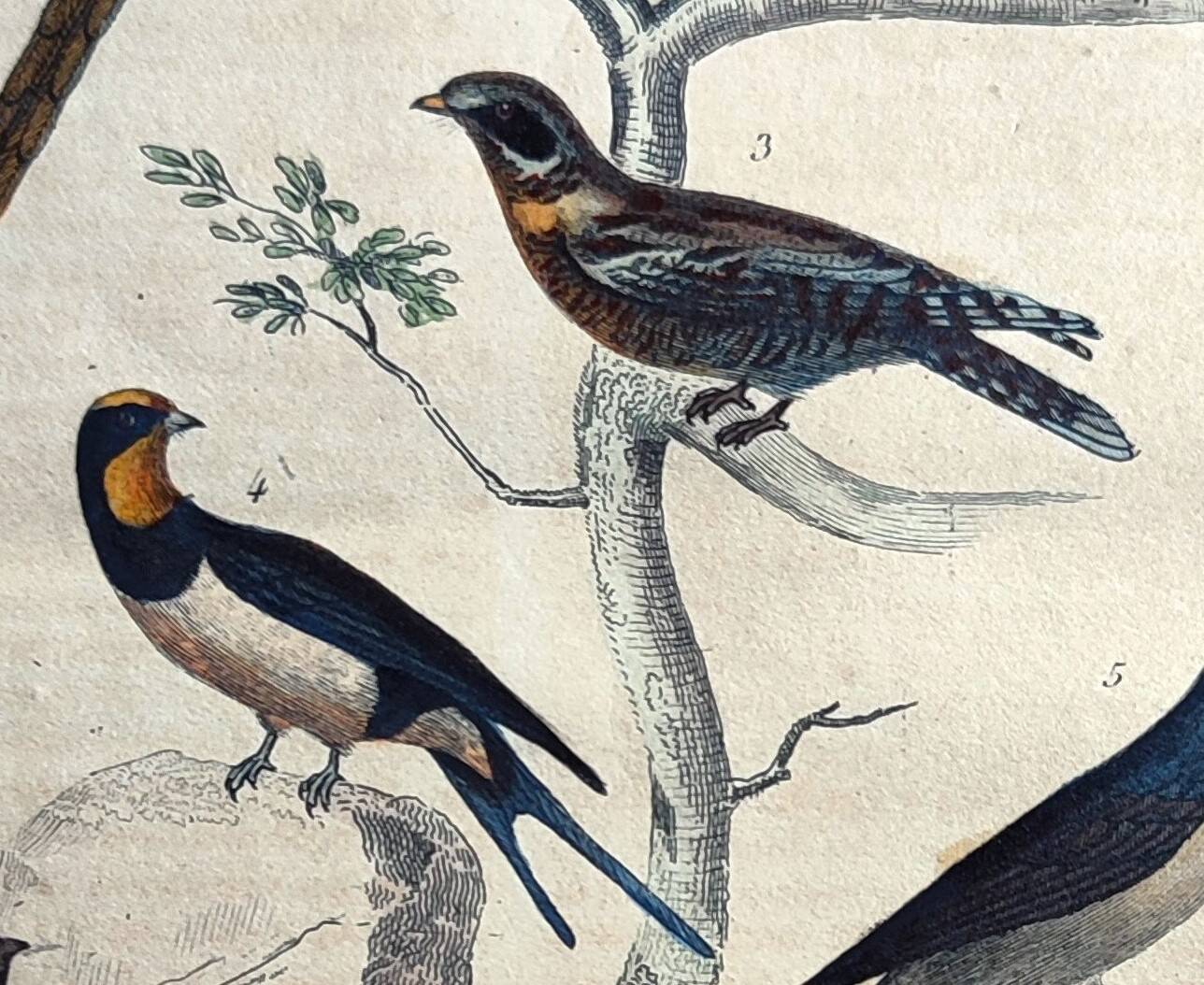 Original ornithological plate "Striped Promerops, Common Bee-eater, Buffon's Nightjar, 1838"