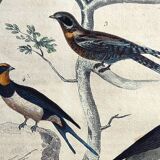 Planche ornithologique originale " Promerops rayé, Guépier commun, Angoulevent de Buffon, 1838