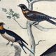 Original ornithological plate "Striped Promerops, Common Bee-eater, Buffon's Nightjar, 1838"