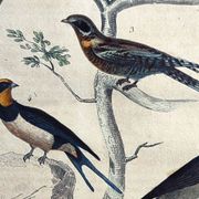 Original ornithological plate "Striped Promerops, Common Bee-eater, Buffon's Nightjar, 1838"