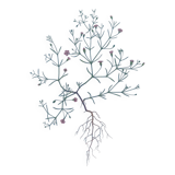 Vintage botanical print from 1978 - Baby's Breath - wild plant