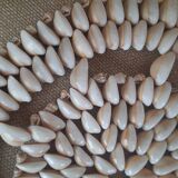 Shell trivet