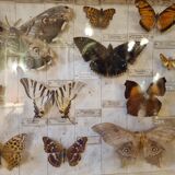 Entomology box butterflies