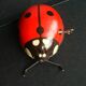 Mechanical ladybird toy
