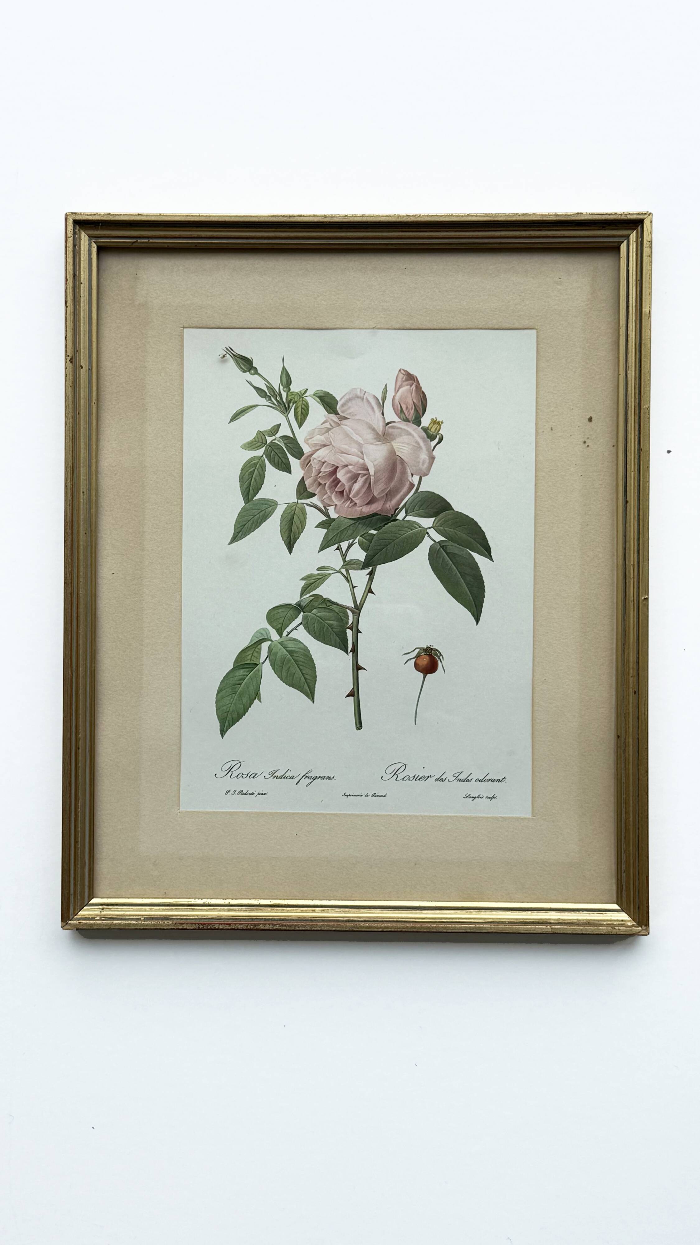 Floral illustration