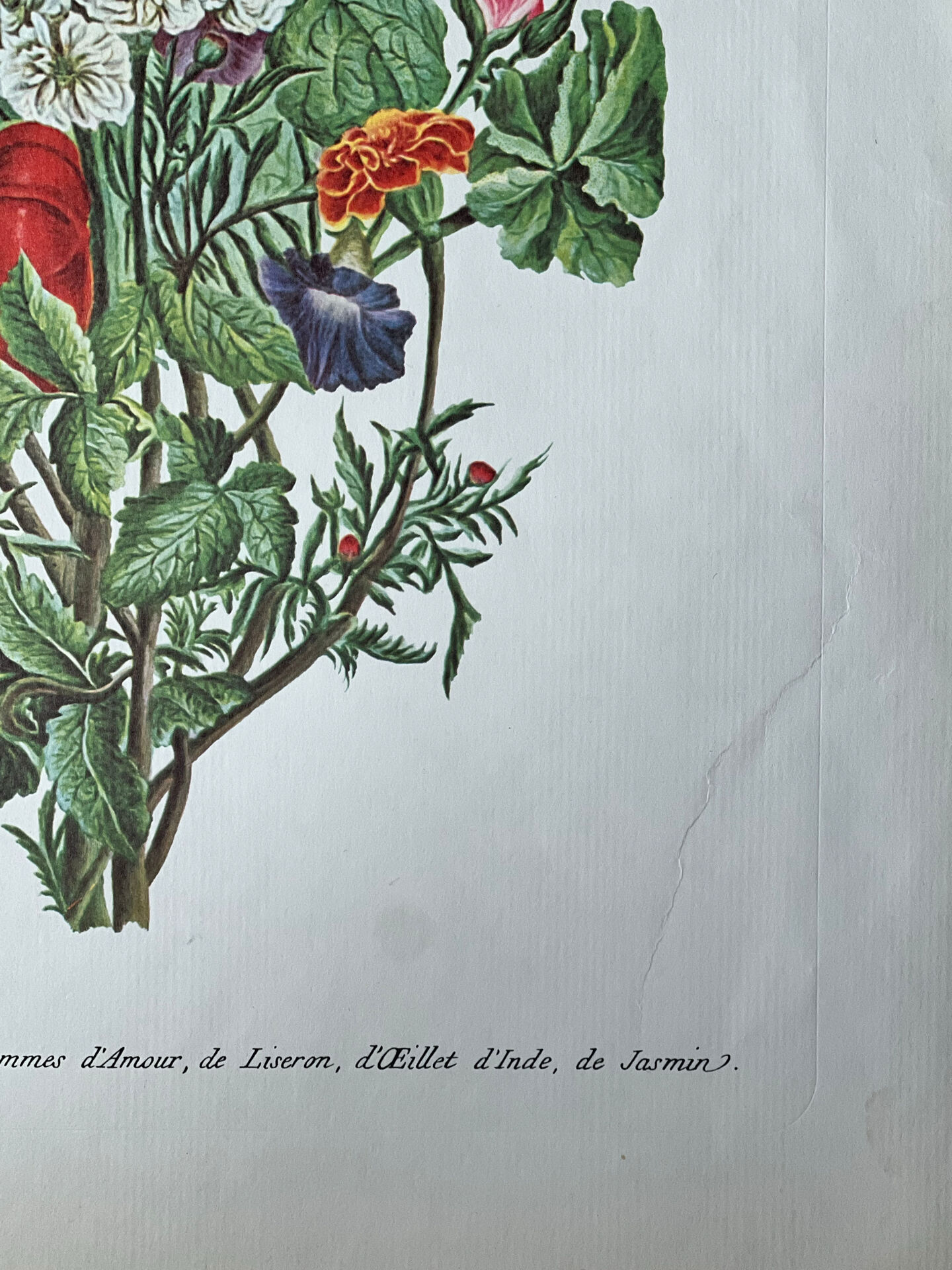 Planche botanique ronces, pommes d’amour, liseron 40,4x29,90