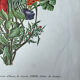 Planche botanique ronces, pommes d’amour, liseron 40,4x29,90