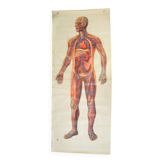 Vintage xl anatomical poster blood vessels circulation circulatory system 205cm