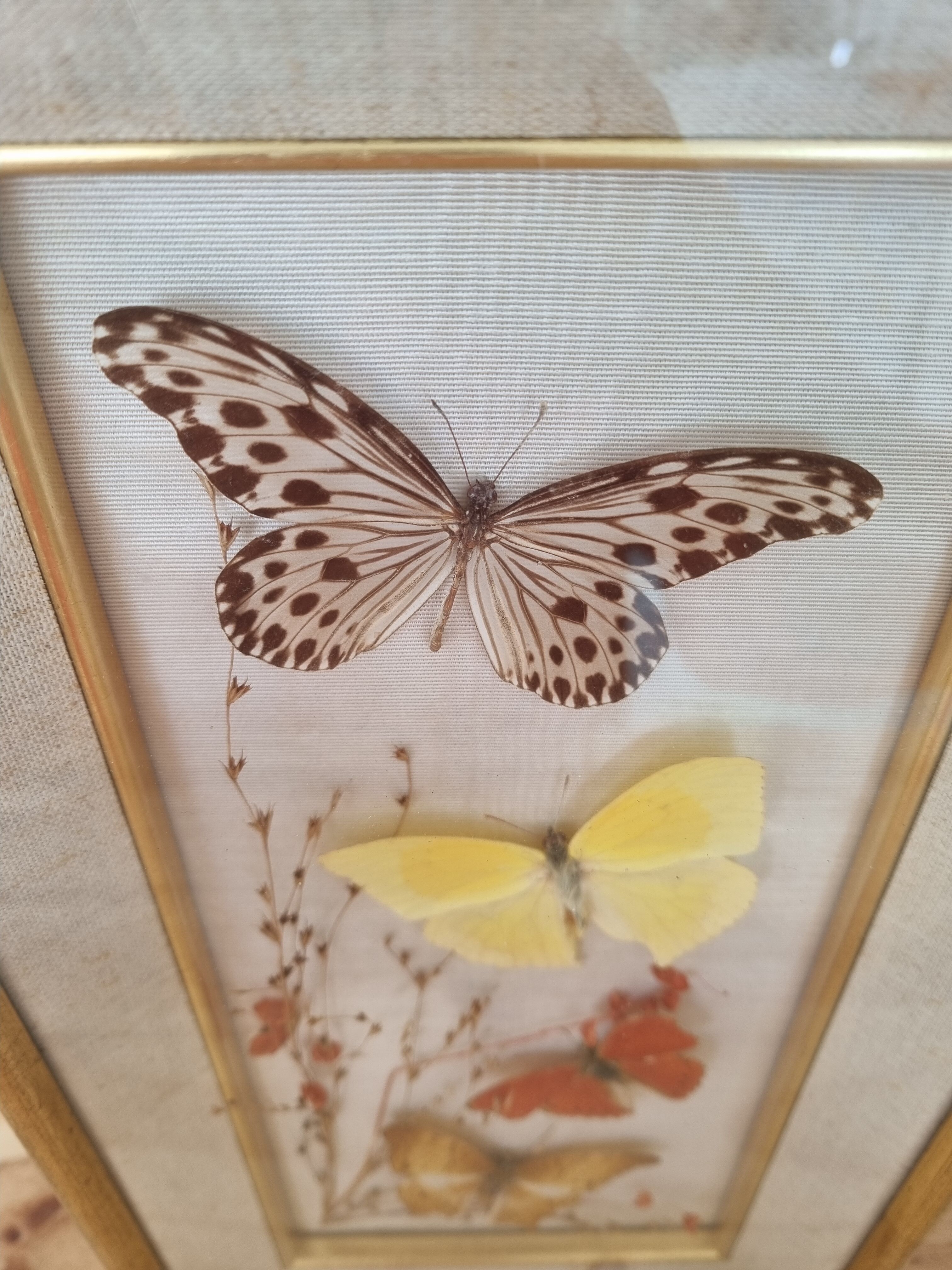 Vintage frame naturalized butterflies