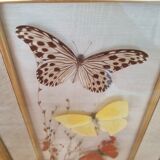 Vintage frame naturalized butterflies