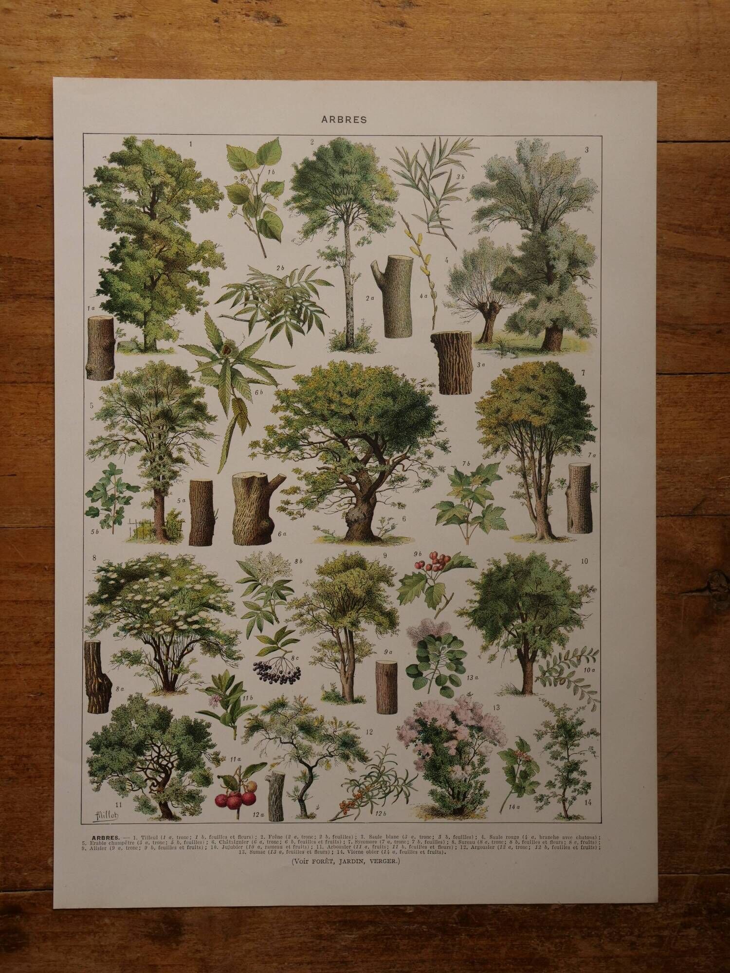 Original lithographs on trees