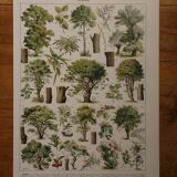 Original lithographs on trees