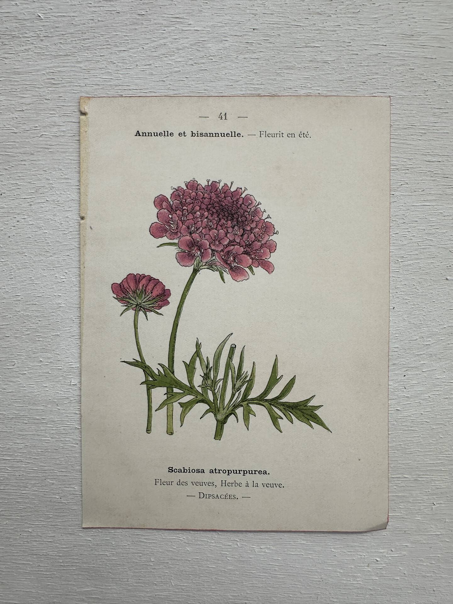 Botanical Plate 1800 Old naturalist engraving 19th century double-sided