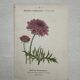 Botanical Plate 1800 Old naturalist engraving 19th century double-sided