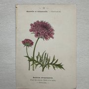 Planche Botanique 1800 Gravure naturaliste ancienne 19eme recto verso