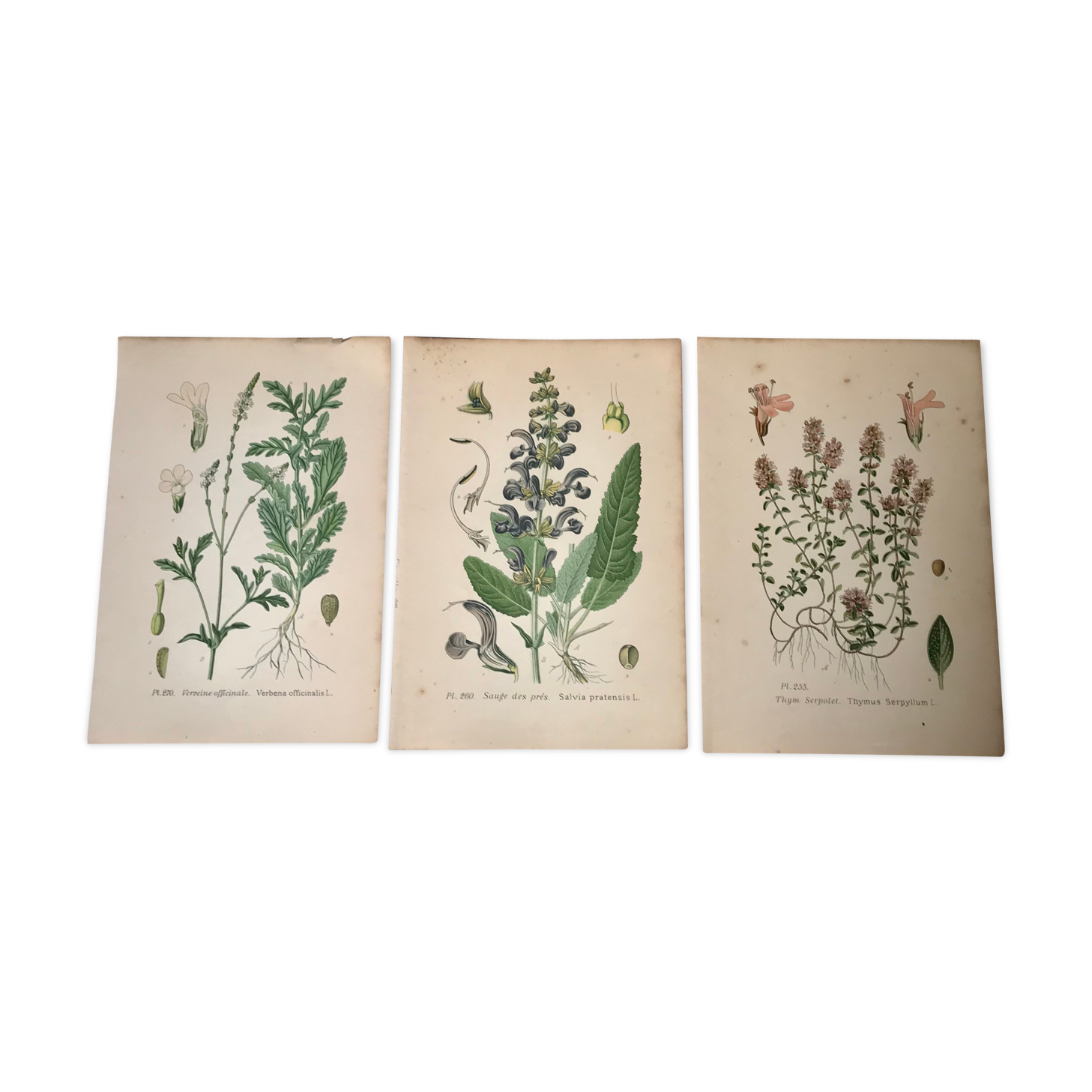 Three botanical plates xixth