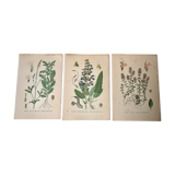 Three botanical plates xixth