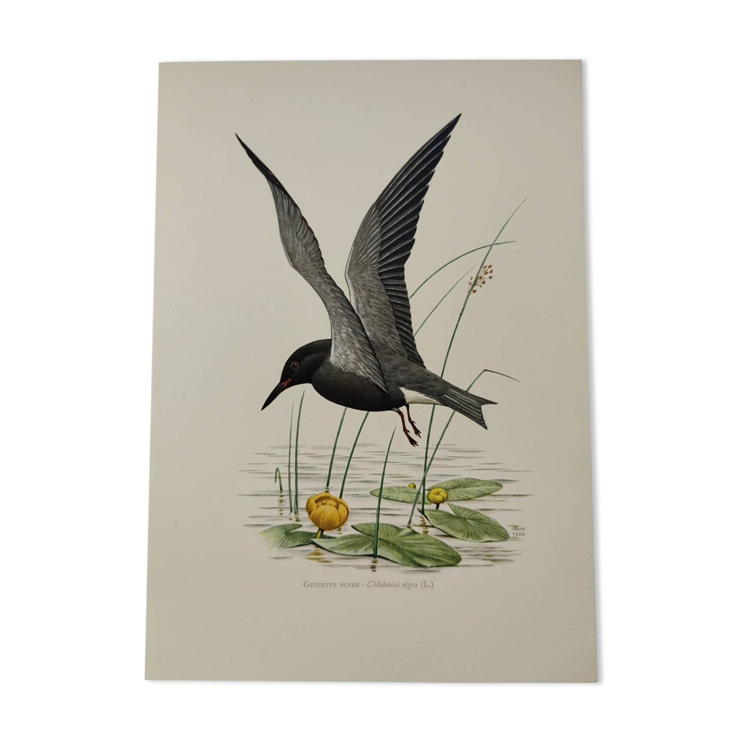 Bird illustration from the 1960s - Black Tern - Vintage zoological and ornithological board