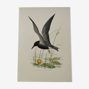 Bird illustration from the 1960s - Black Tern - Vintage zoological and ornithological board