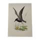 Bird illustration from the 1960s - Black Tern - Vintage zoological and ornithological board