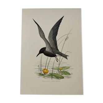 Bird illustration from the 1960s - Black Tern - Vintage zoological and ornithological board