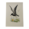 Bird illustration from the 1960s - Black Tern - Vintage zoological and ornithological board