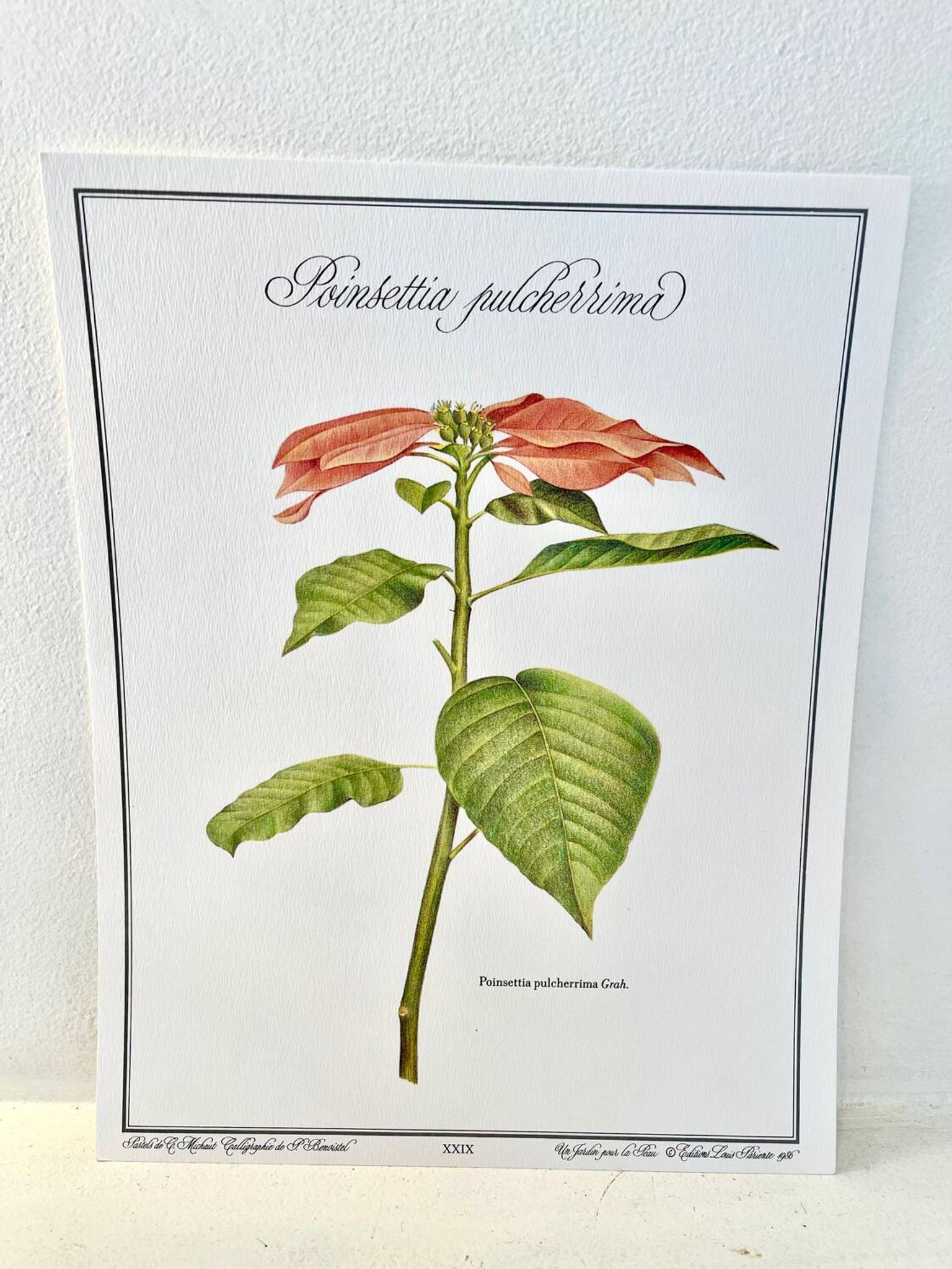 Planche botanique – Poinsettia pulcherrima – Louis Pariente, 1986
