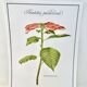 Botanical plate – Poinsettia pulcherrima – Louis Pariente, 1986