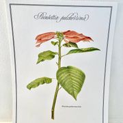 Planche botanique – Poinsettia pulcherrima – Louis Pariente, 1986
