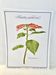 Planche botanique – Poinsettia pulcherrima – Louis Pariente, 1986