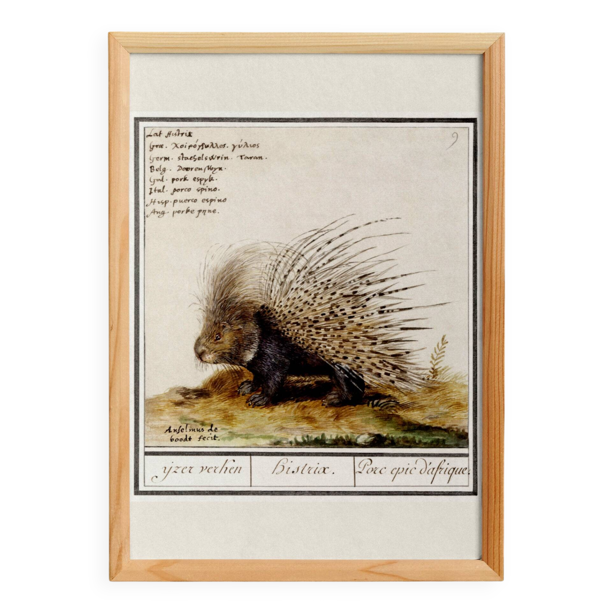 Small poster on the African porcupine, after an old engraving by