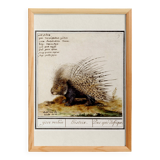 Small poster on the African porcupine, after an old engraving by
