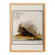 Small poster on the African porcupine, after an old engraving by