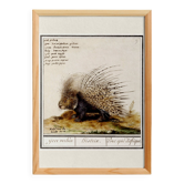 Small poster on the African porcupine, after an old engraving by