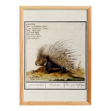 Small poster on the African porcupine, after an old engraving by